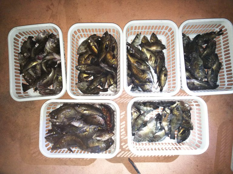 00100001 | 瀬戸内フィッシングツアーズ